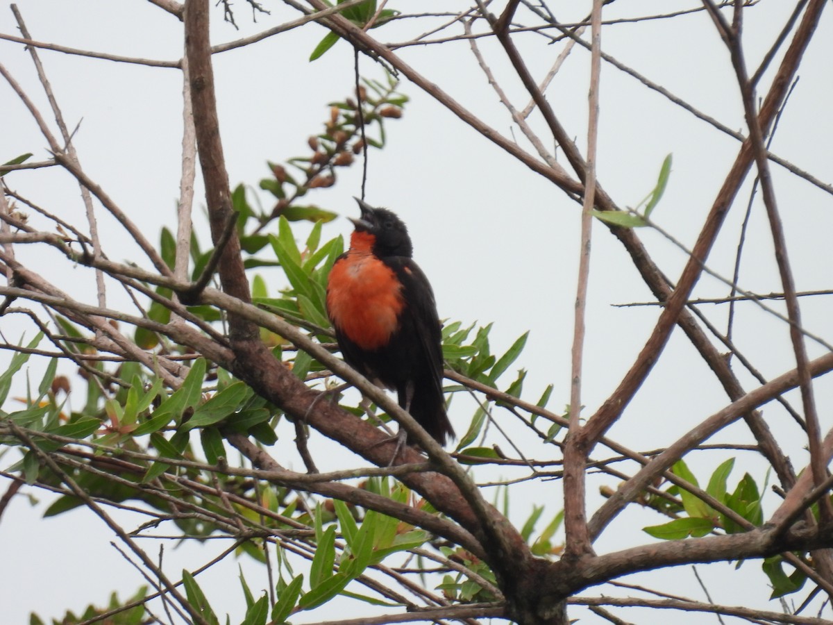 Red-breasted Meadowlark - ML643377302