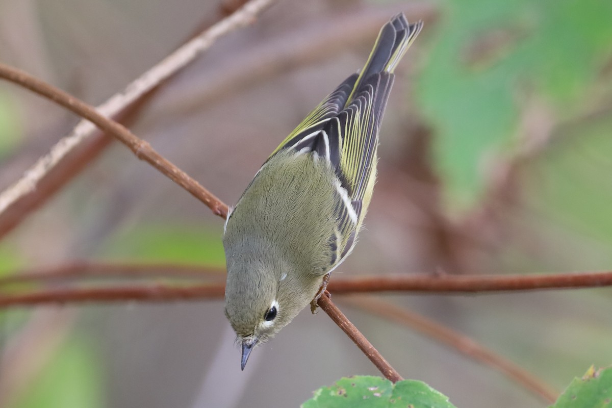 Ruby-crowned Kinglet - ML643377303