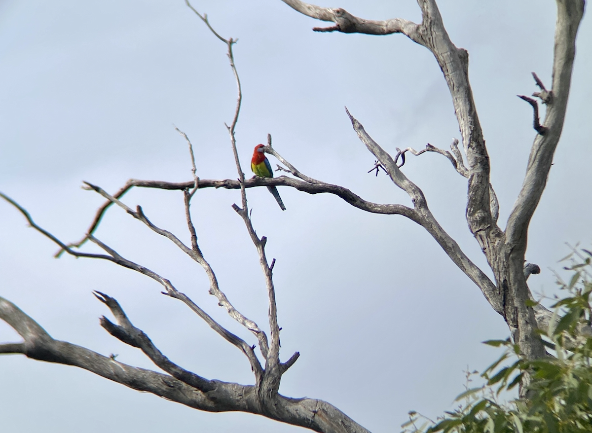 Green x Eastern Rosella (hybrid) - ML643377304