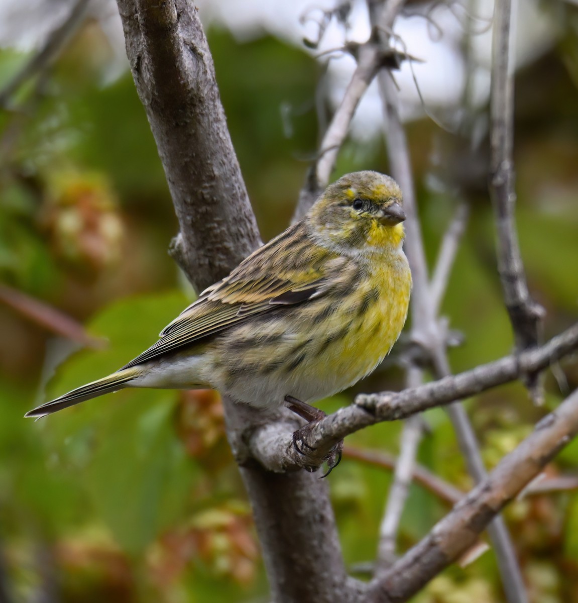 Serin cini - ML643377313