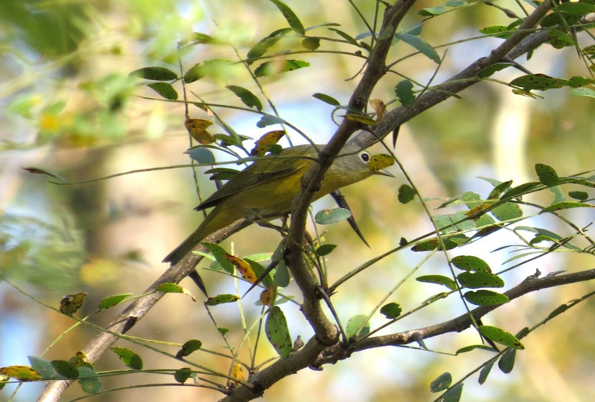 Nashville Warbler - ML643377326