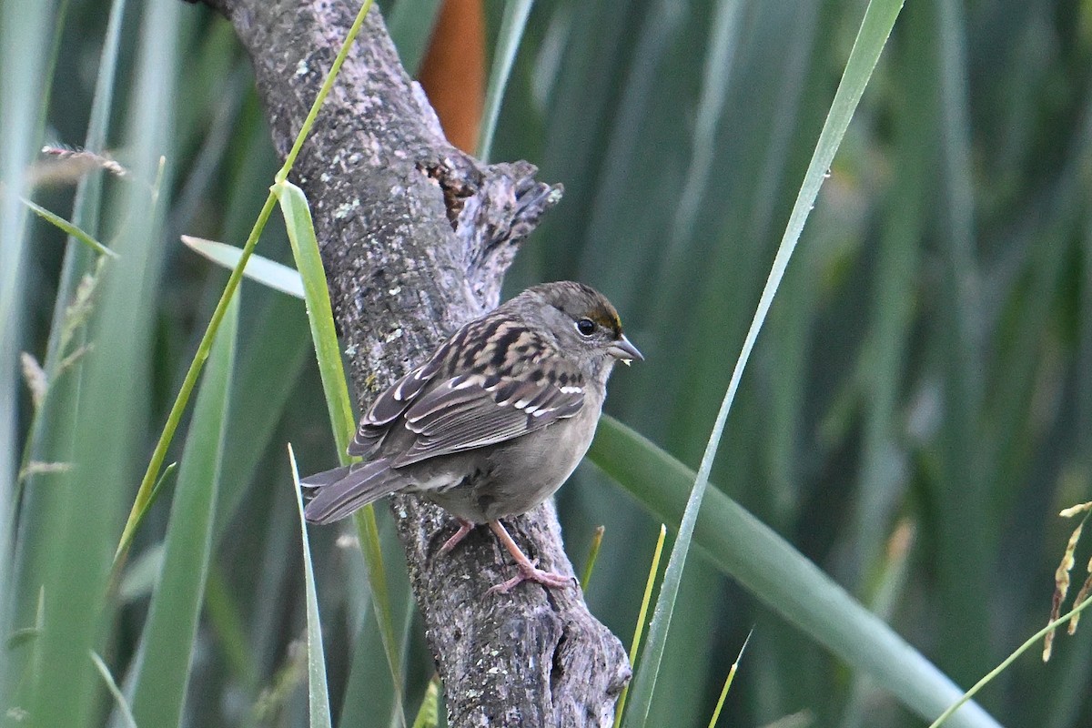 Golden-crowned Sparrow - ML643377338