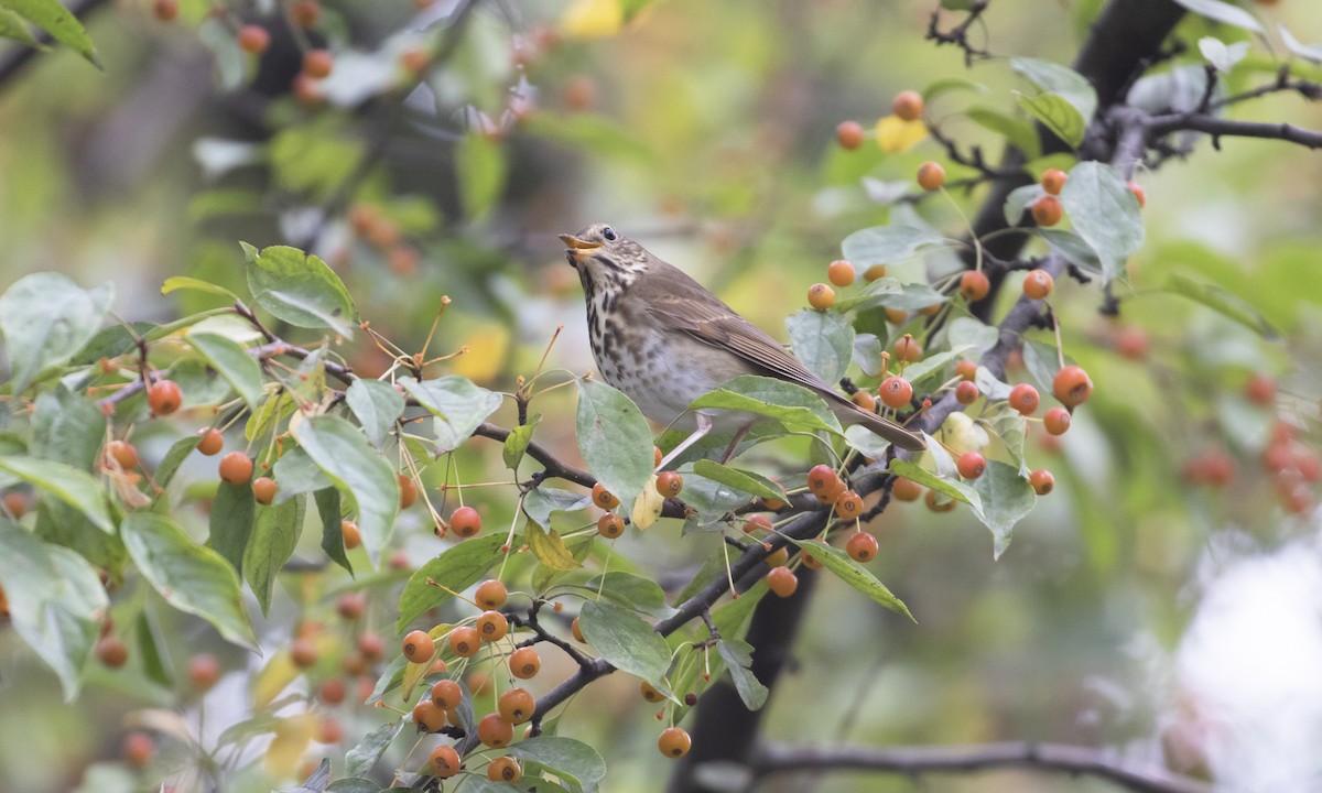 Hermit Thrush - ML643377340