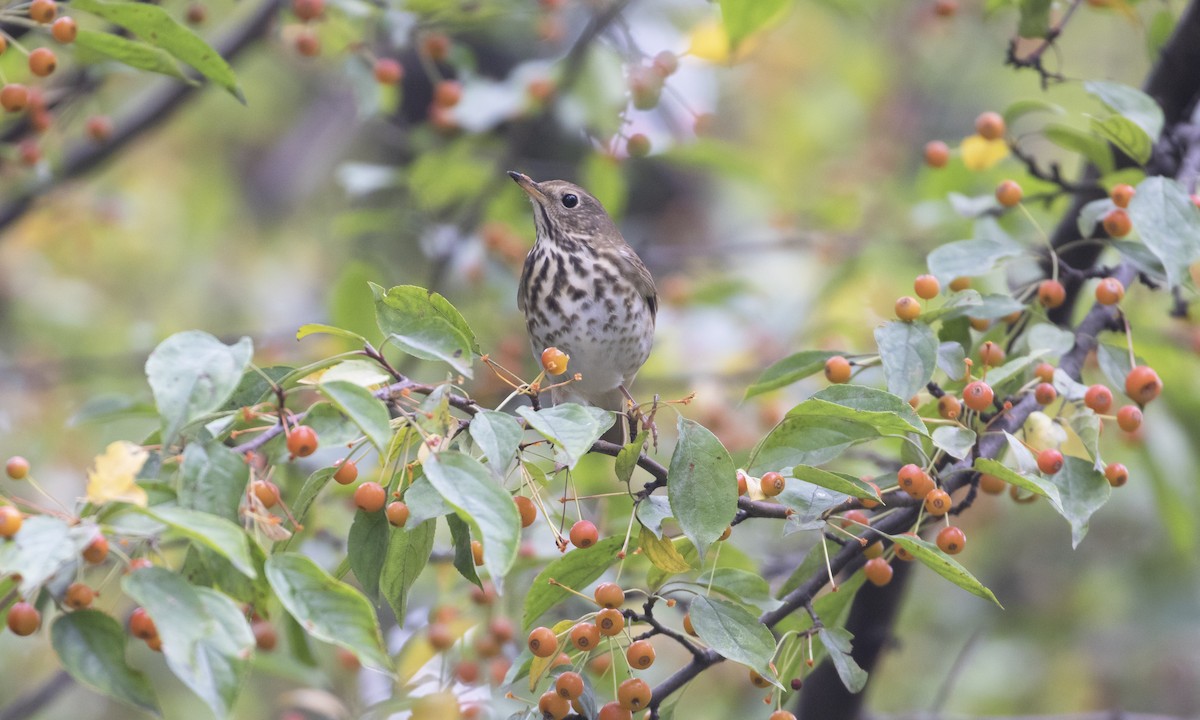 Hermit Thrush - ML643377341