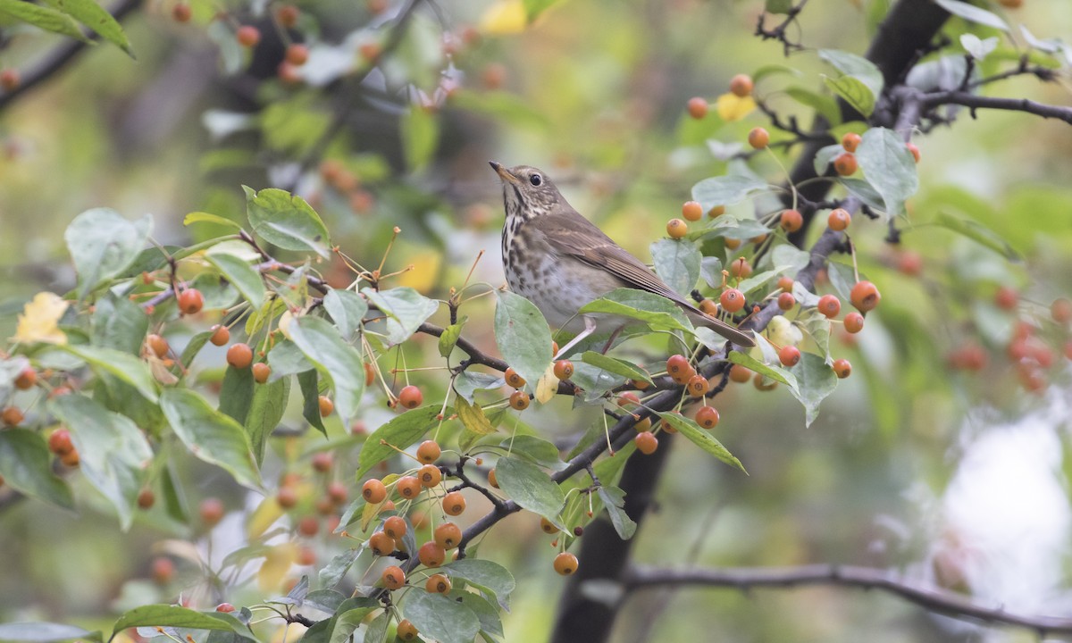 Hermit Thrush - ML643377342