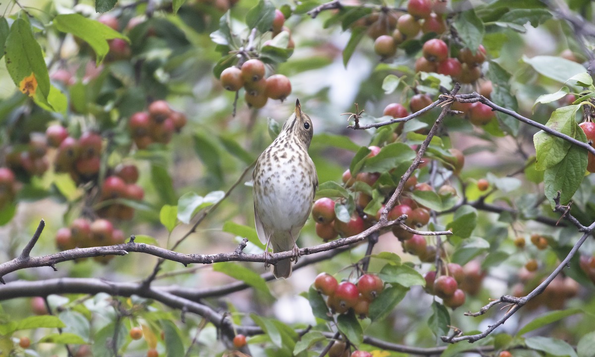 Hermit Thrush - ML643377343