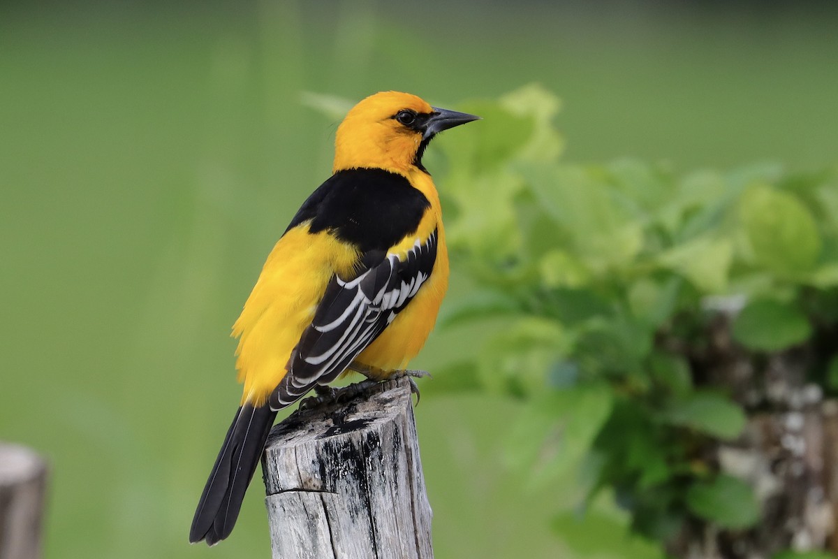 Altamira Oriole - ML643377344