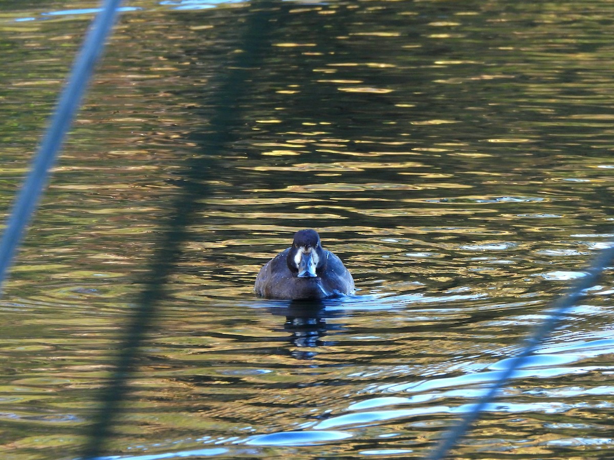 Greater Scaup - ML643377364
