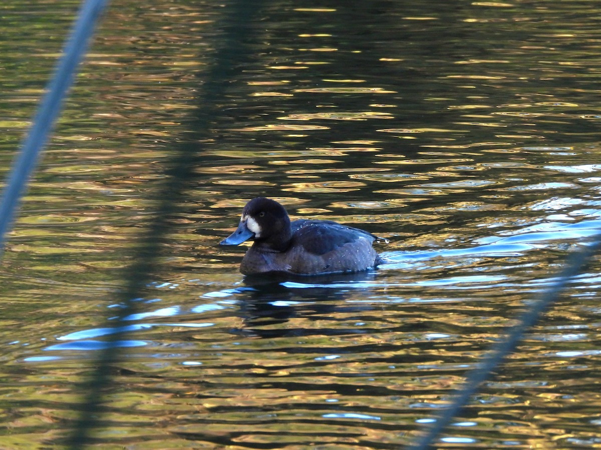 Greater Scaup - ML643377365