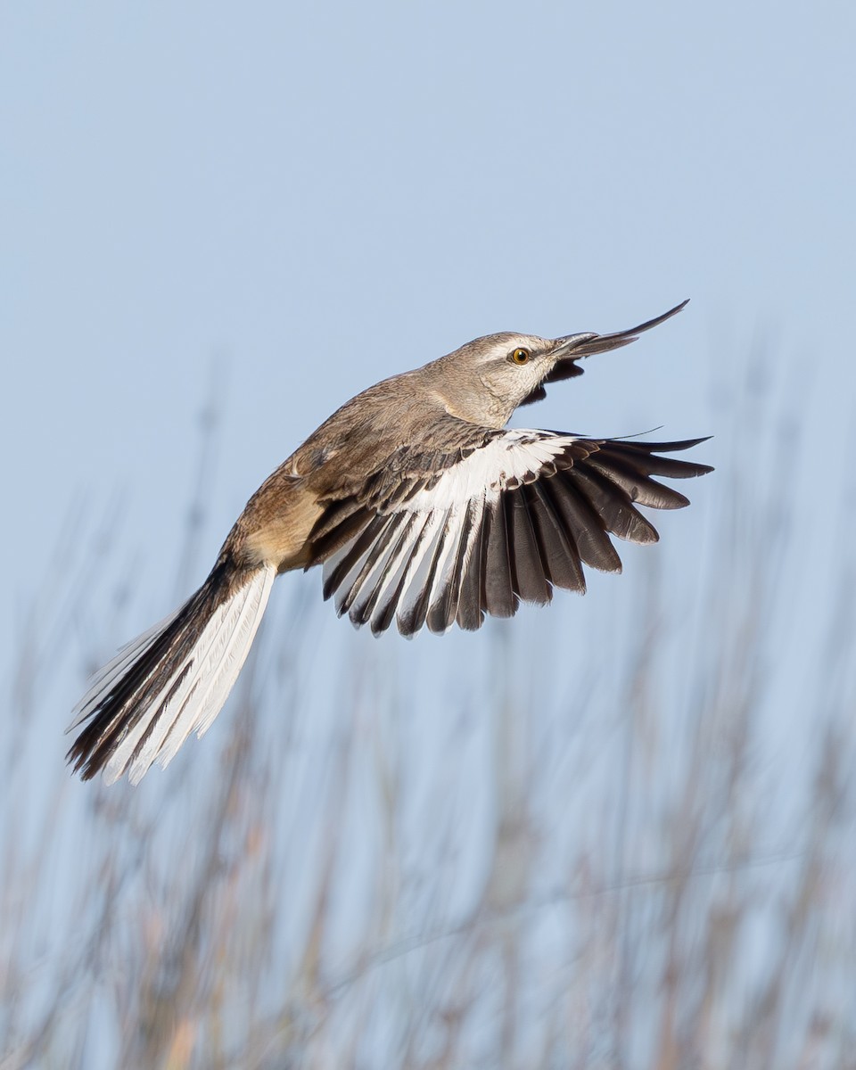 White-banded Mockingbird - ML643377366