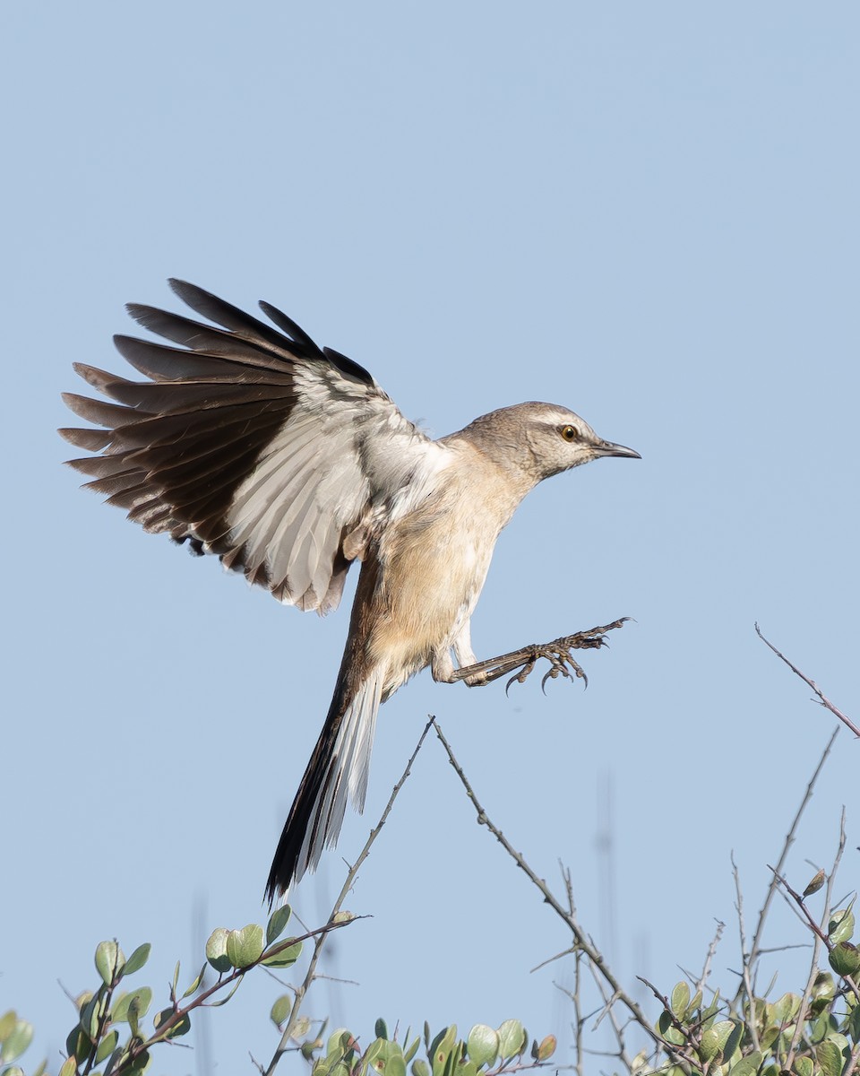 White-banded Mockingbird - ML643377367