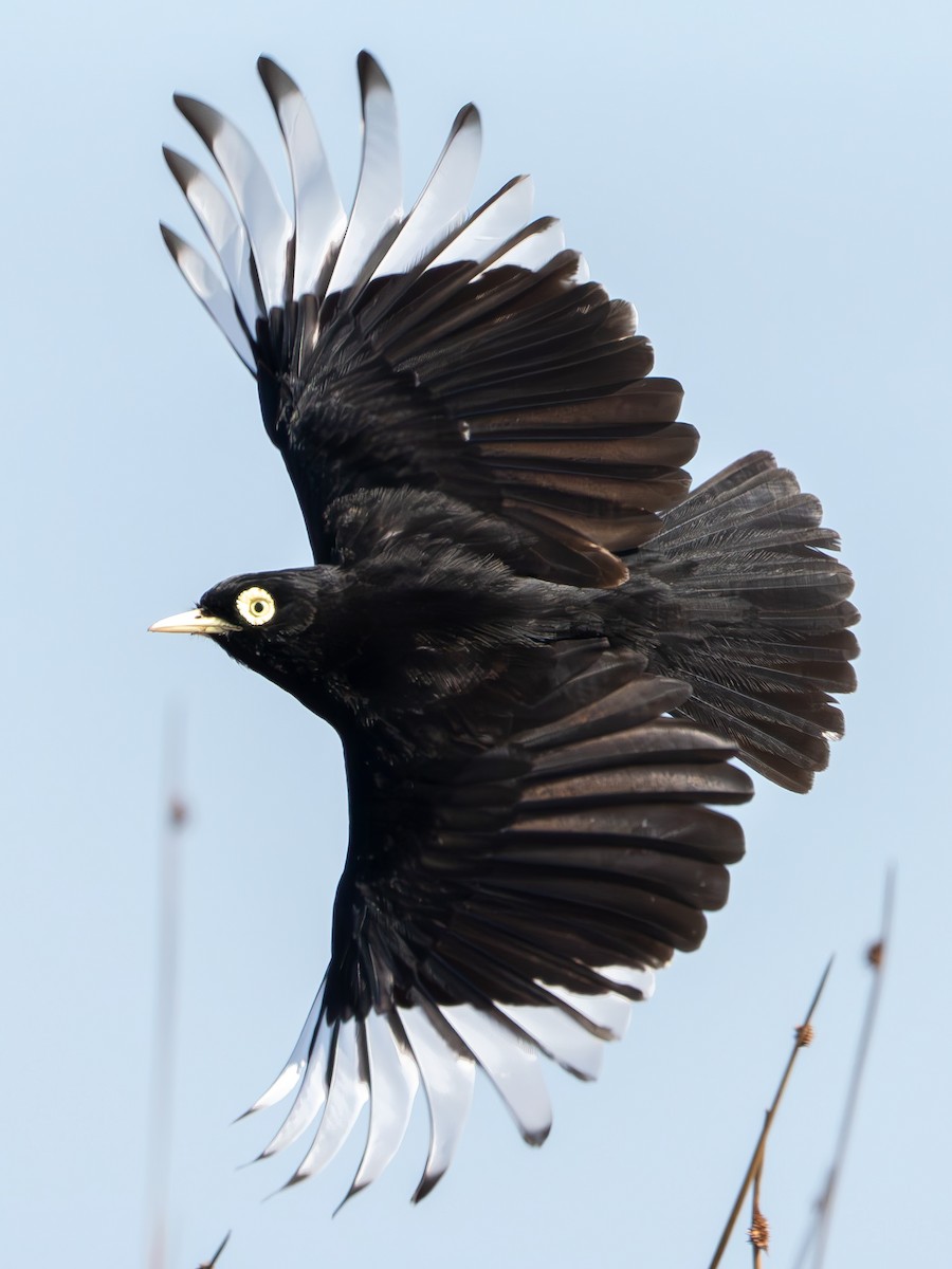 Spectacled Tyrant - ML643377388