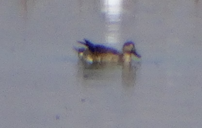 Garganey - ML643377392