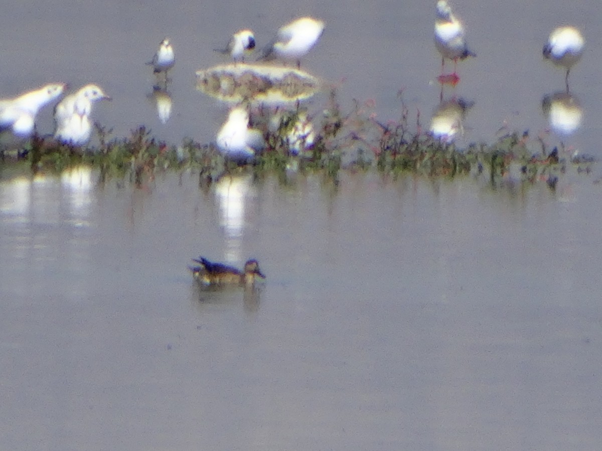 Garganey - ML643377411