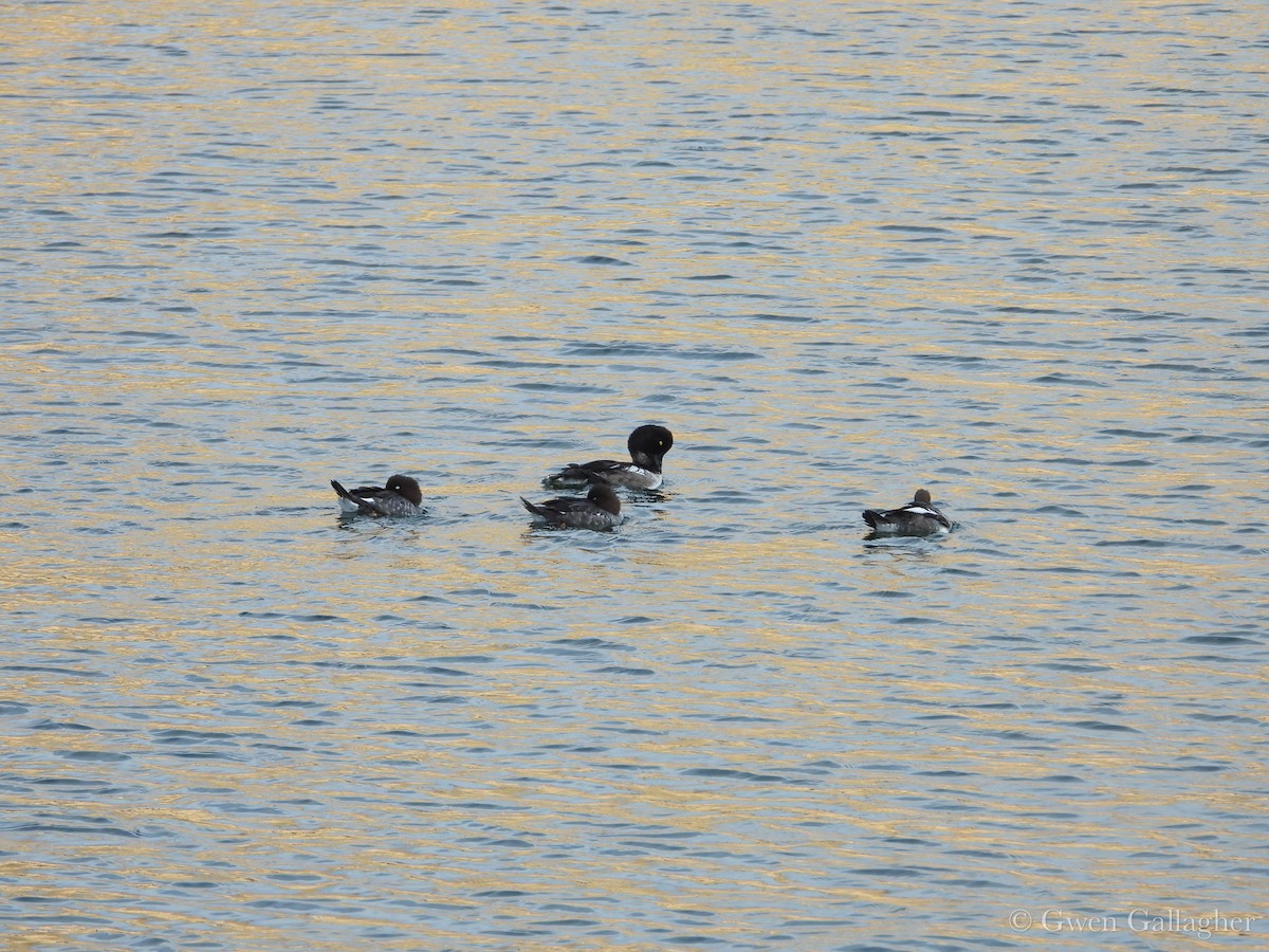 Common Goldeneye - ML643377434
