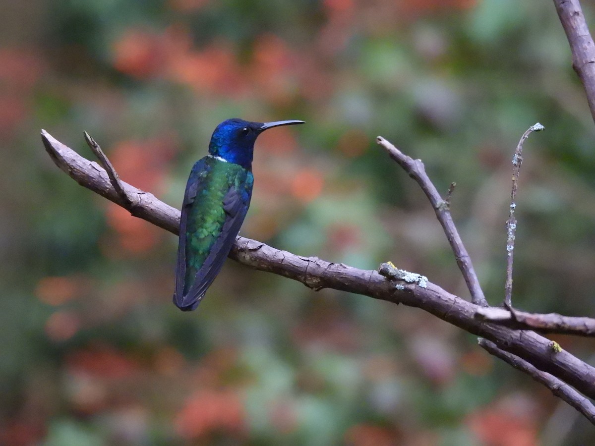 White-necked Jacobin - ML643377436