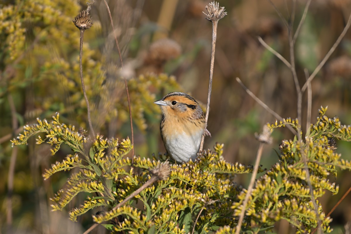 LeConte's Sparrow - ML643377449