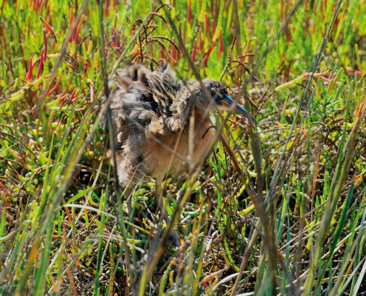 Ridgway's Rail - ML643377450