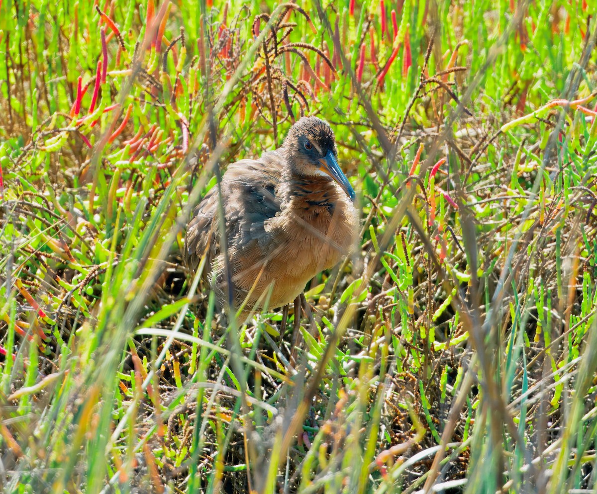 Ridgway's Rail - ML643377451