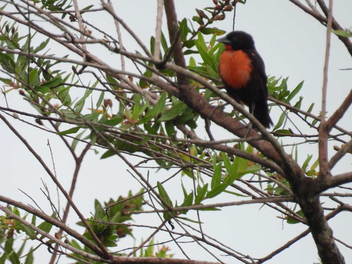 Red-breasted Meadowlark - ML643377452