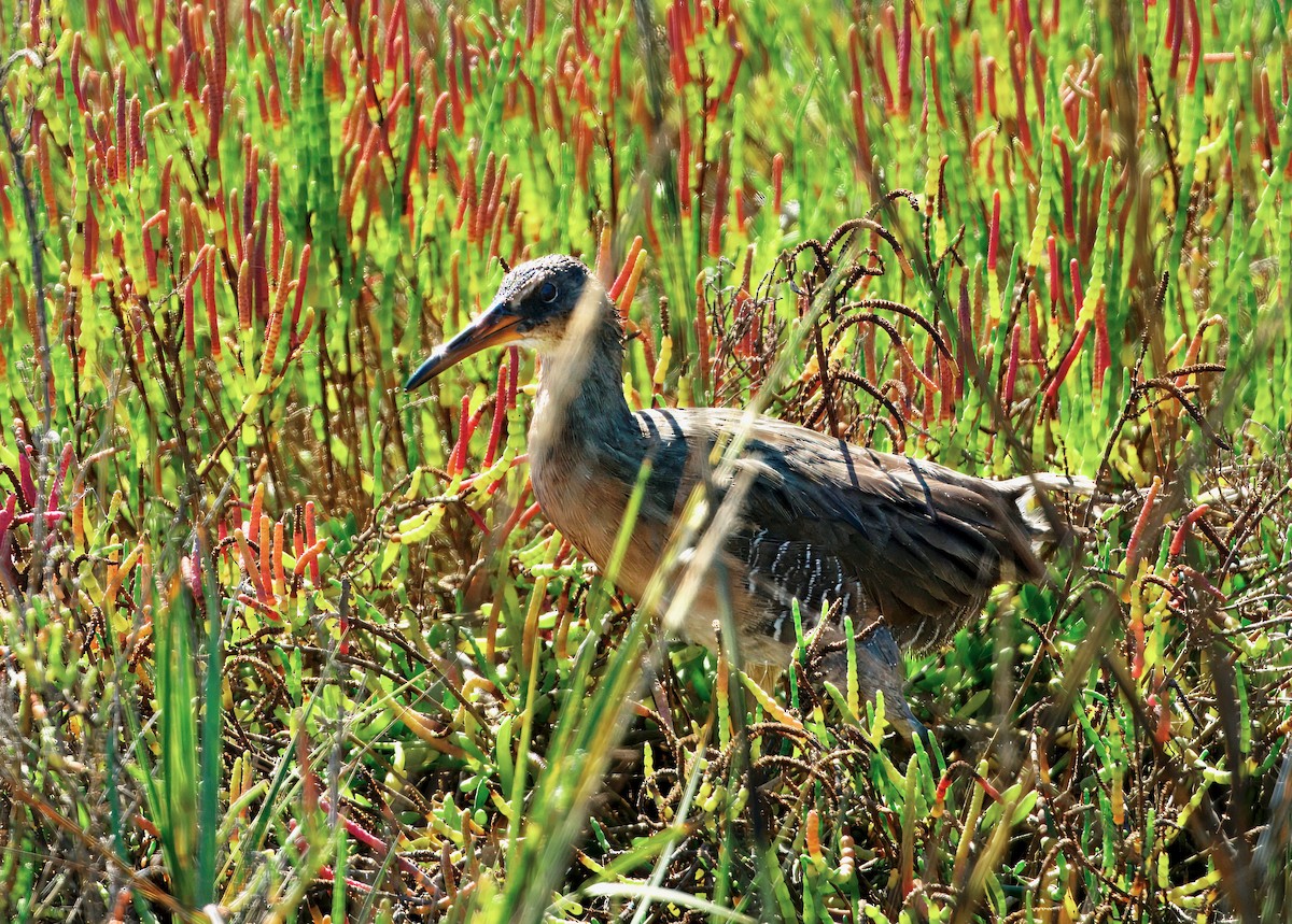Ridgway's Rail - ML643377453