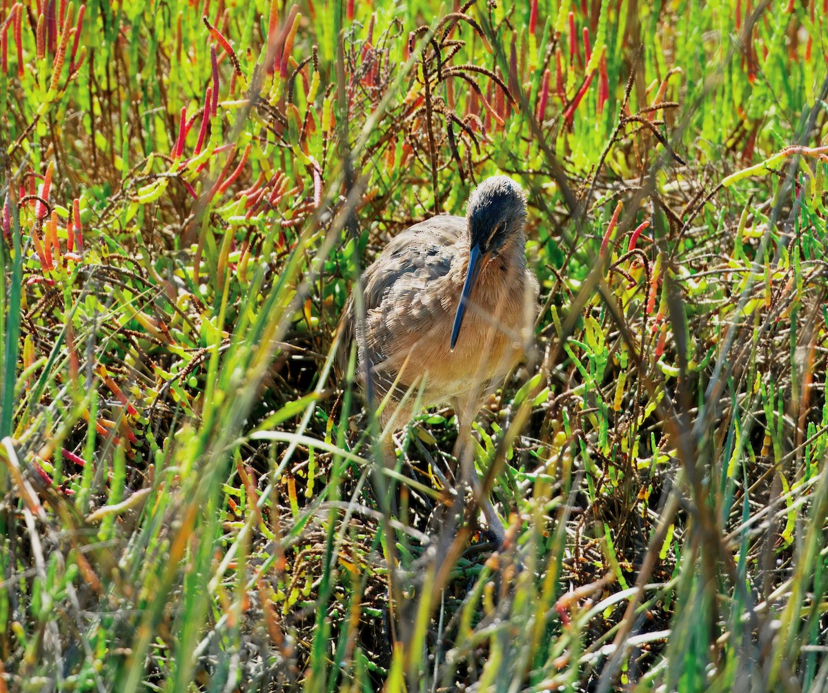 Ridgway's Rail - ML643377455