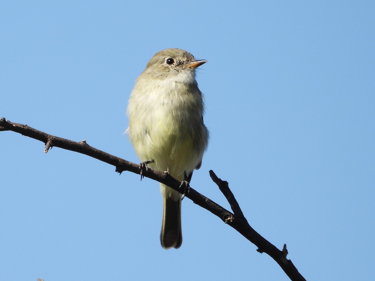 Gray Flycatcher - ML643377458