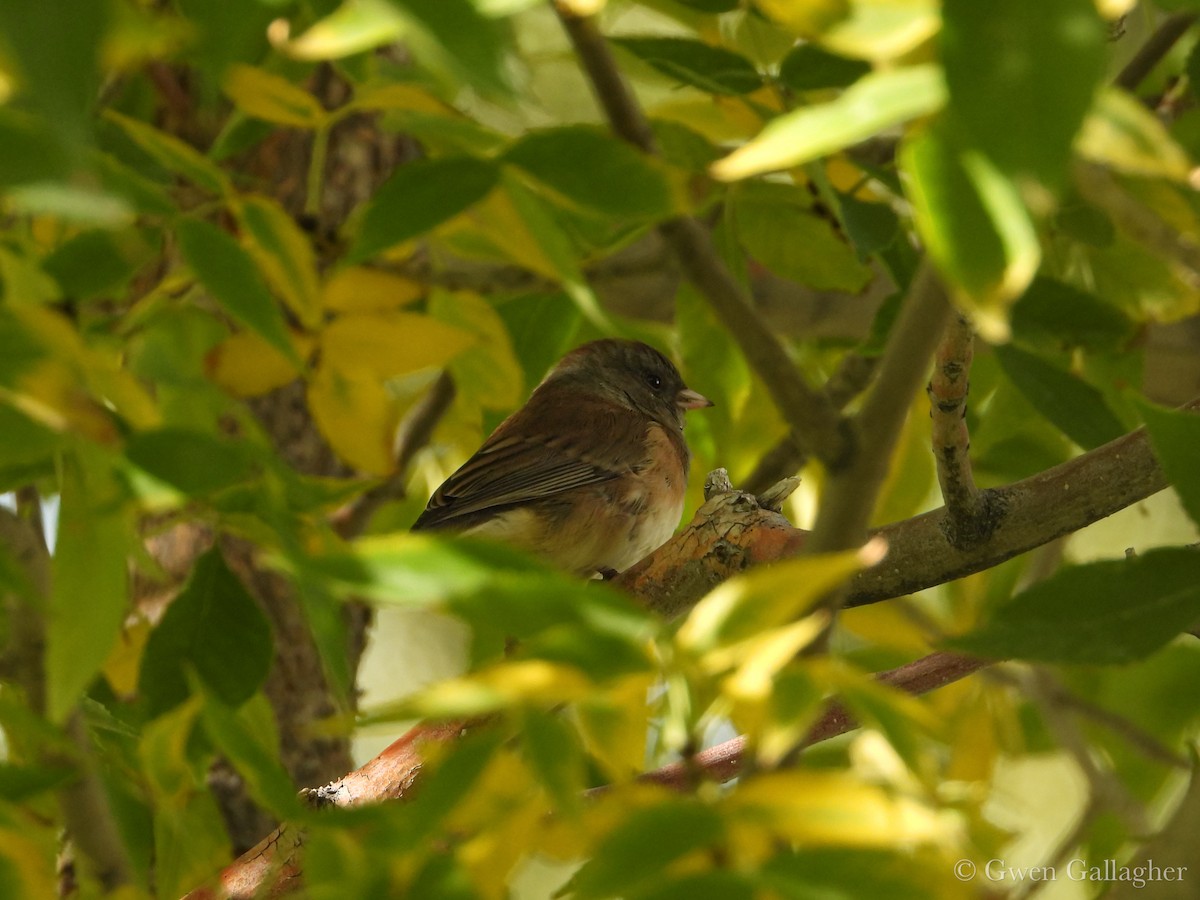 Dark-eyed Junco - ML643377461
