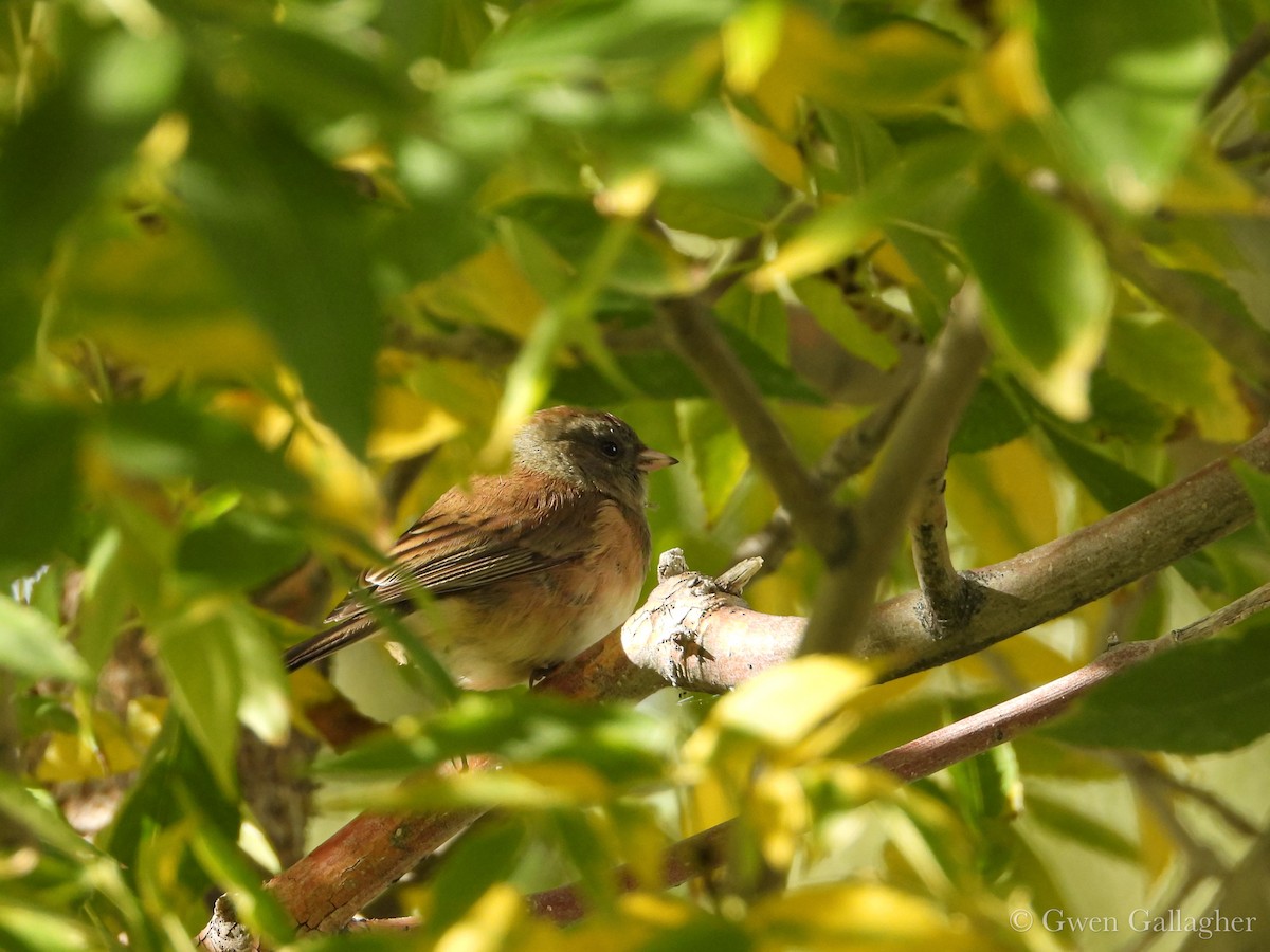 Dark-eyed Junco - ML643377463