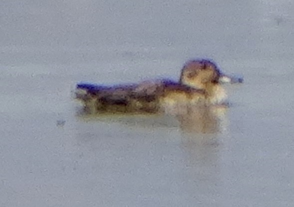 Codone - ML643377467