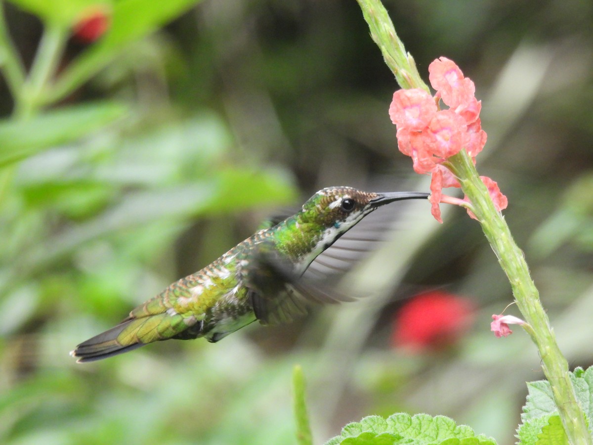 Black-throated Mango - ML643377470