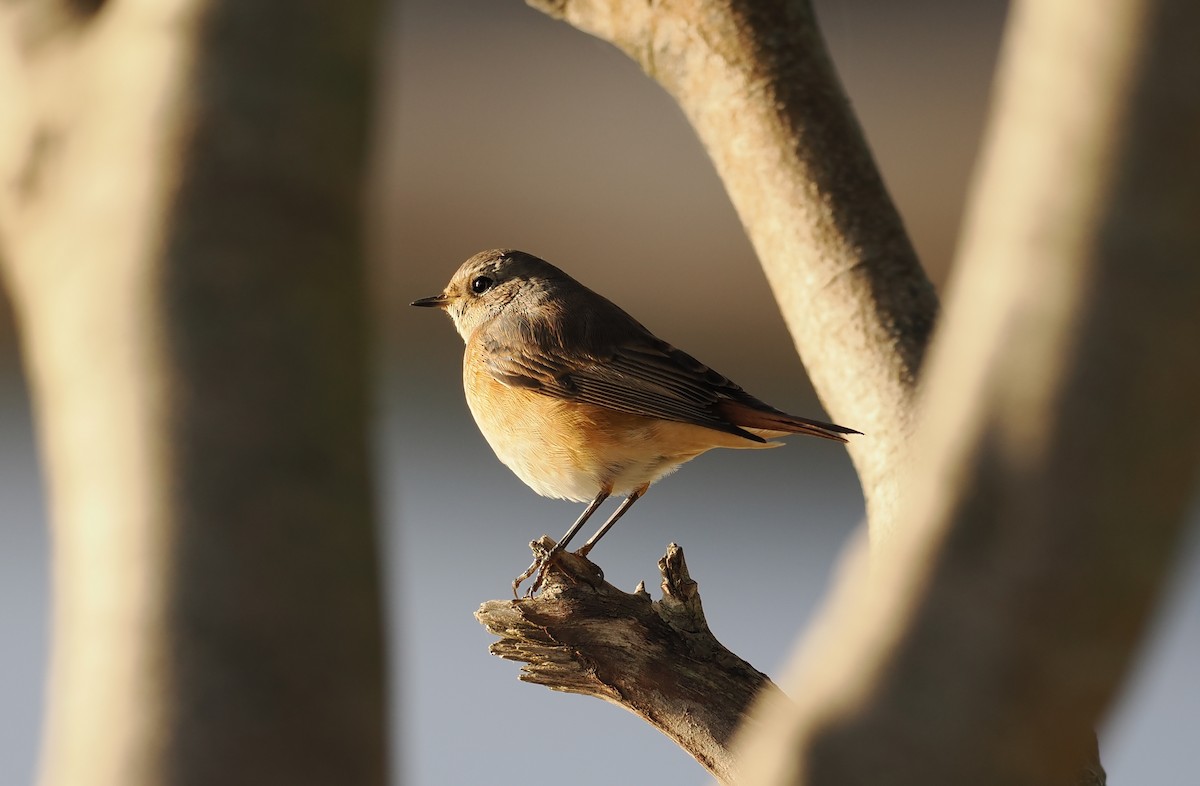 Common Redstart - ML643377473