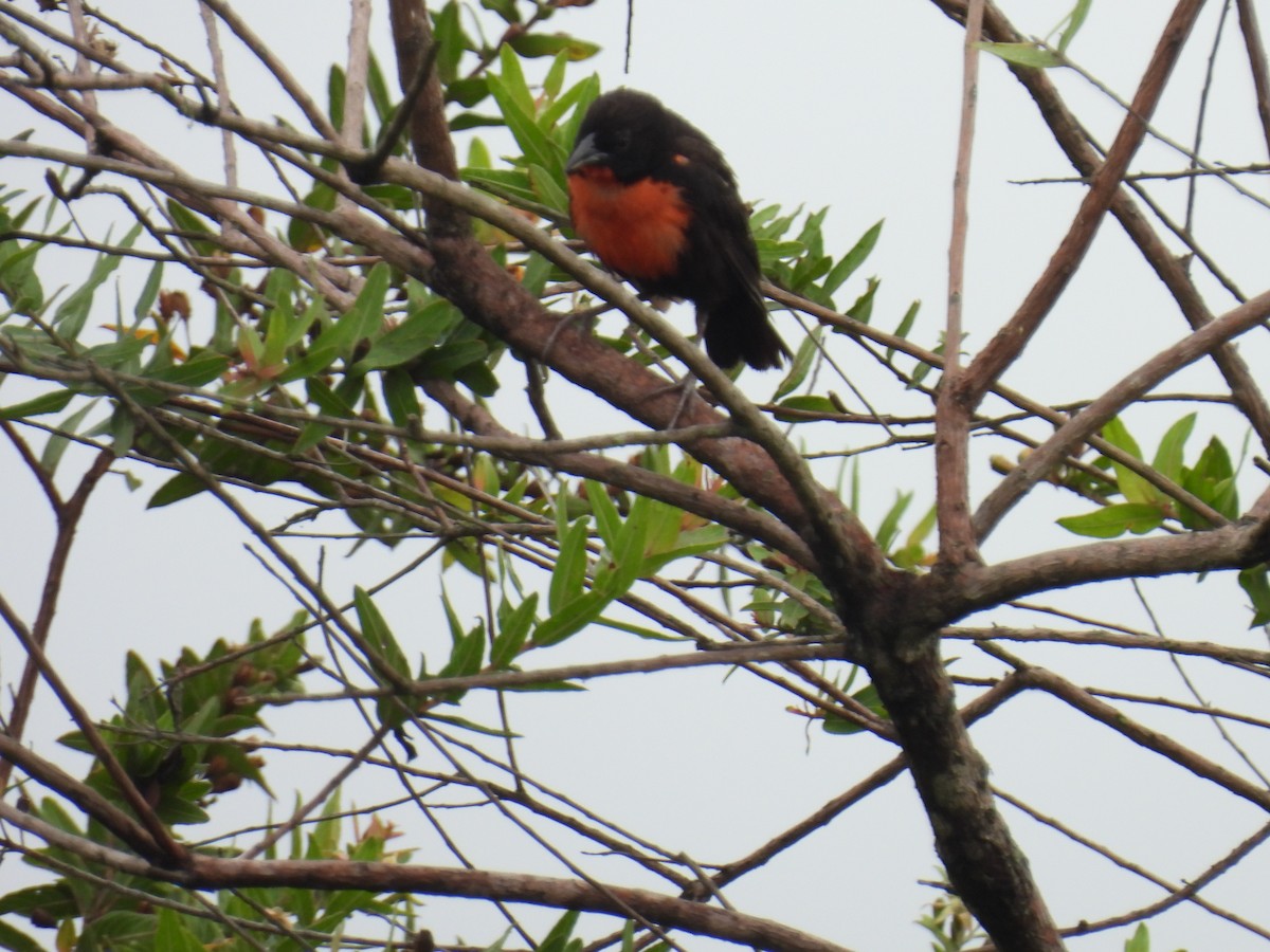 Red-breasted Meadowlark - ML643377476