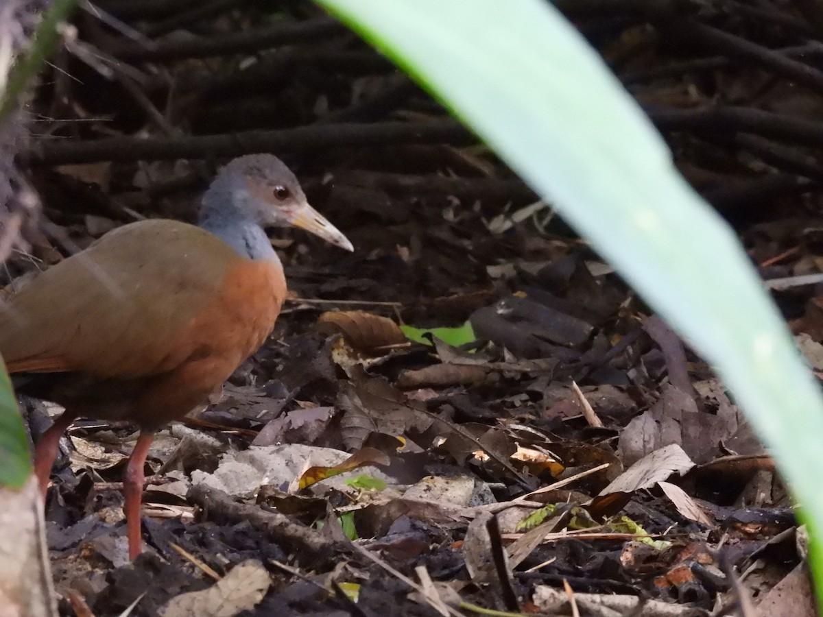 Gray-cowled Wood-Rail - ML643377489