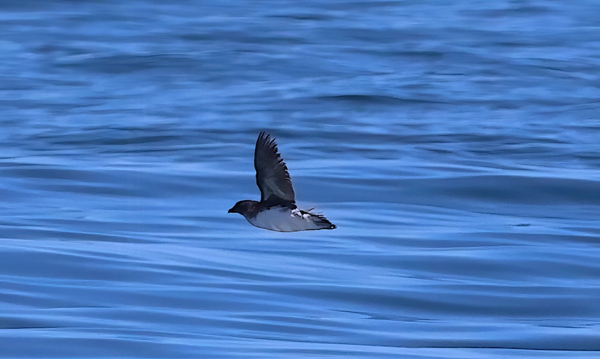 Puffinure plongeur - ML643377497