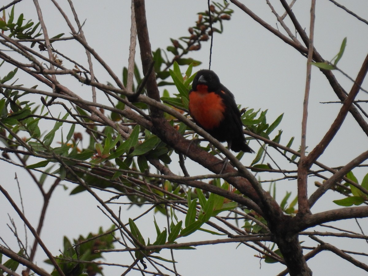 Red-breasted Meadowlark - ML643377508