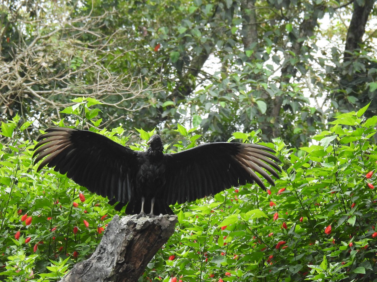 Black Vulture - ML643377514