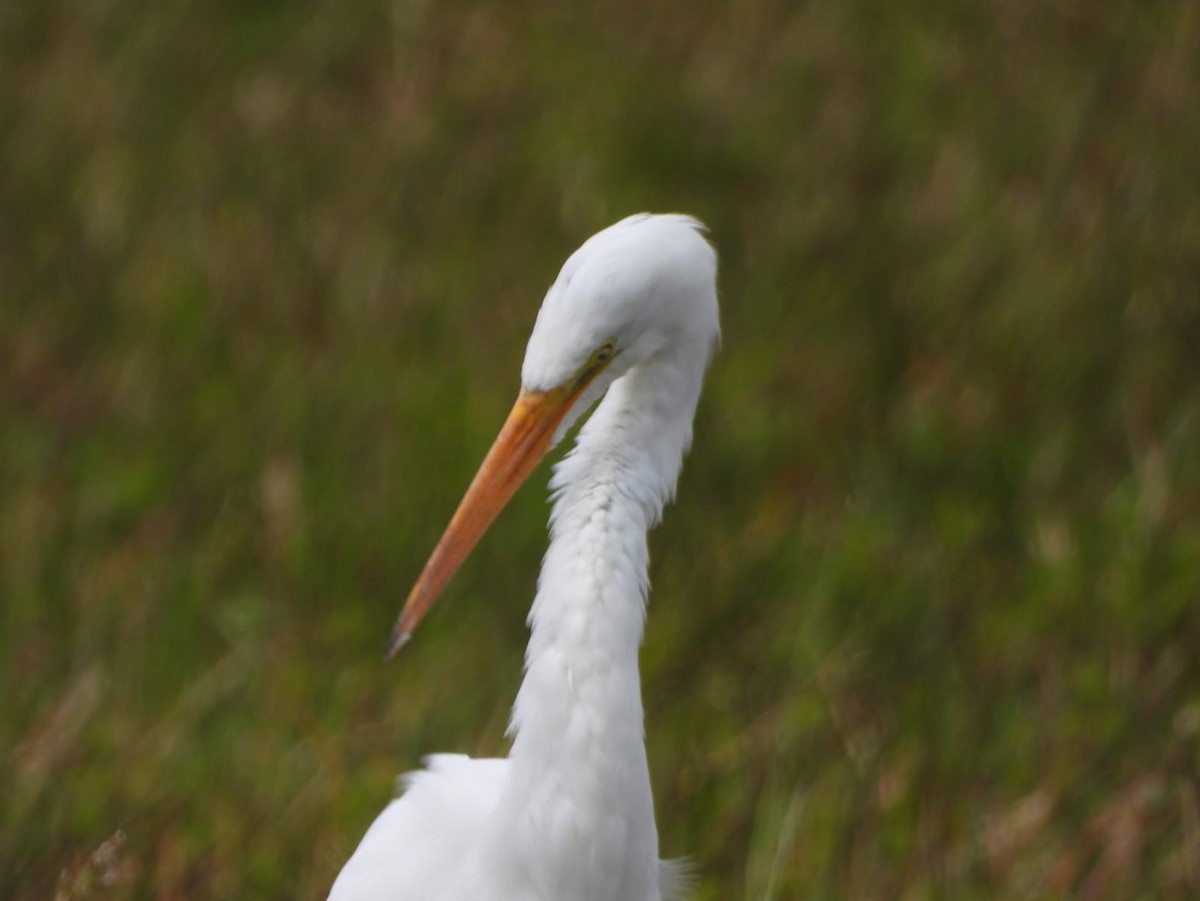 Great Egret - ML643377517