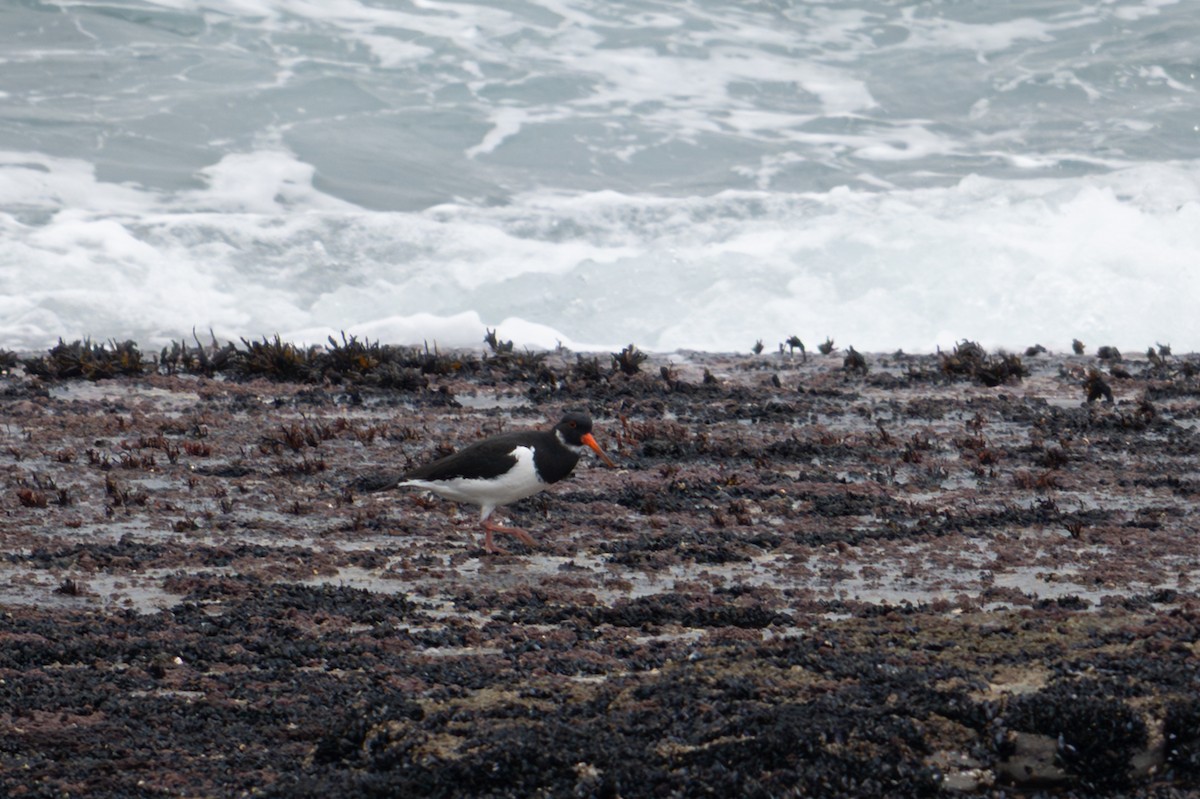 Eurasian Oystercatcher - ML643377519