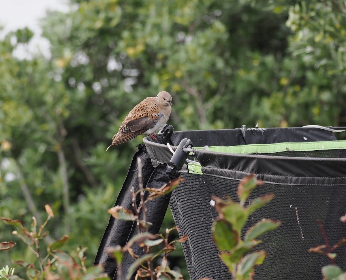European Turtle-Dove - ML643377520