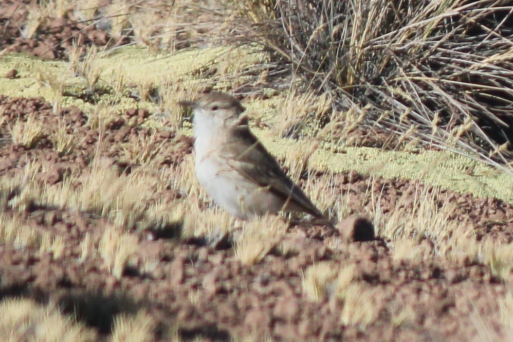 Puna Miner - ML643377523