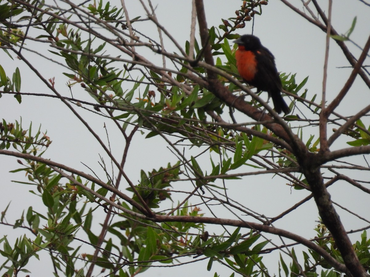 Red-breasted Meadowlark - ML643377524
