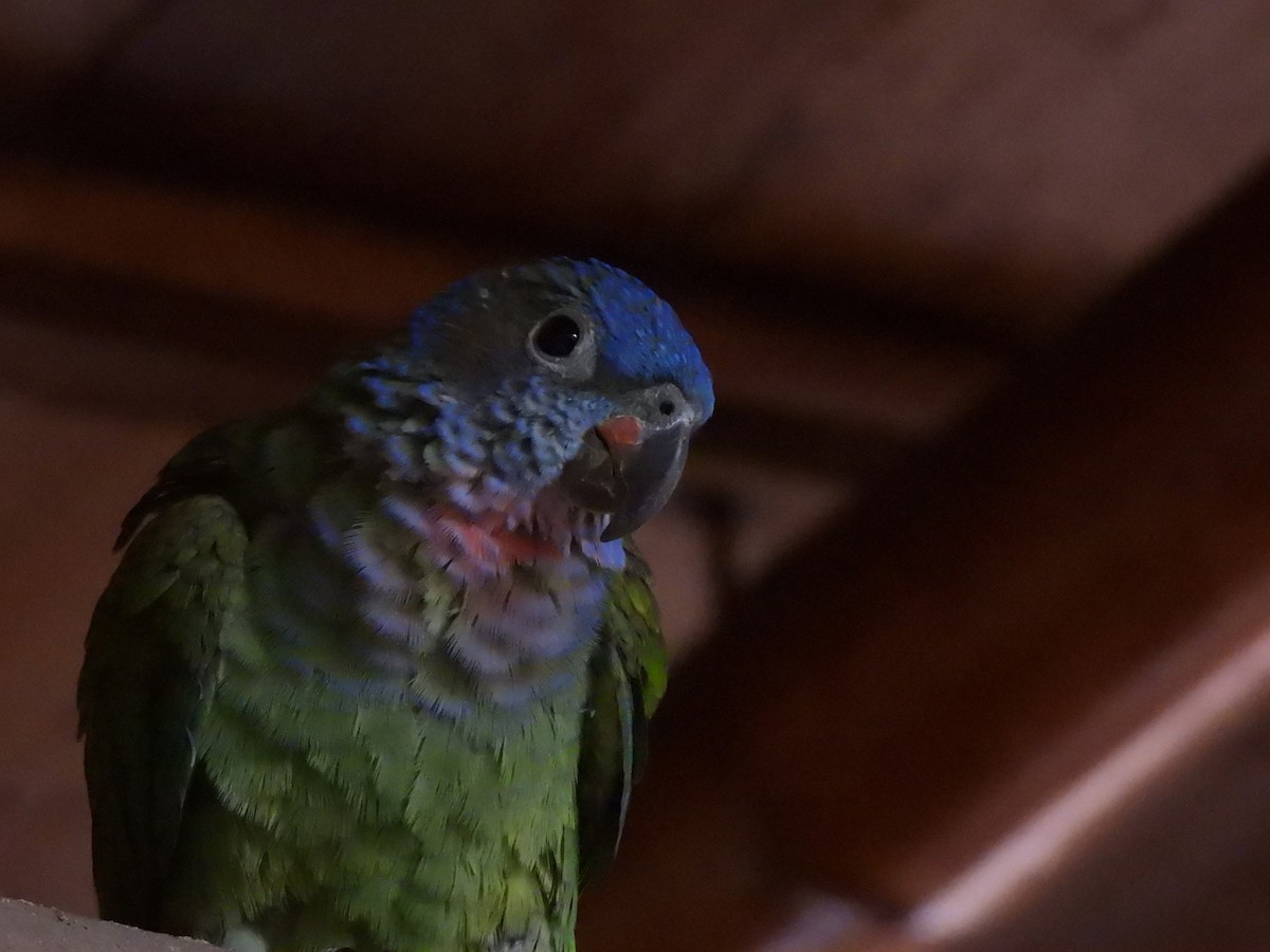 Blue-headed Parrot - ML643377536