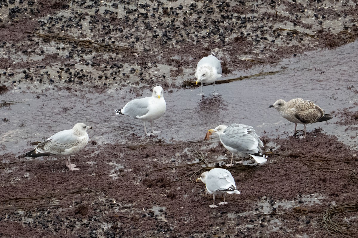 European Herring Gull - ML643377540
