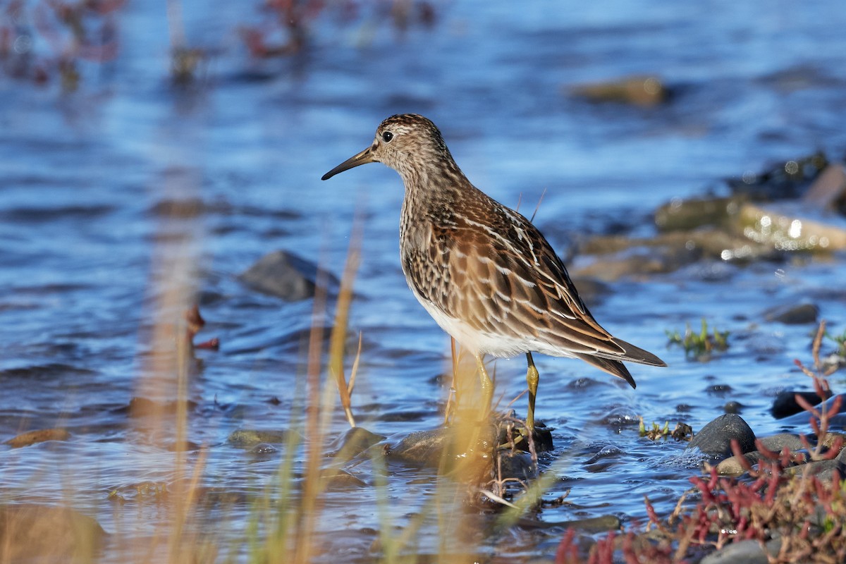 Pectoral Sandpiper - ML643377546