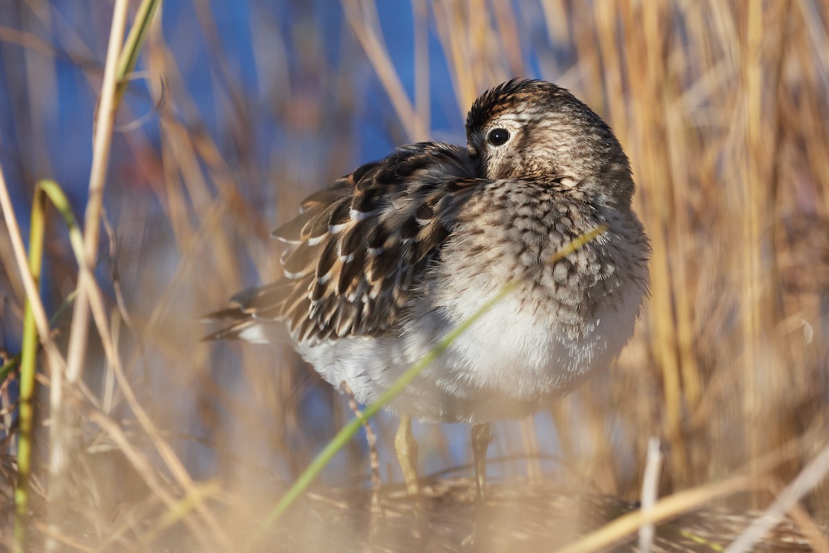 Pectoral Sandpiper - ML643377547