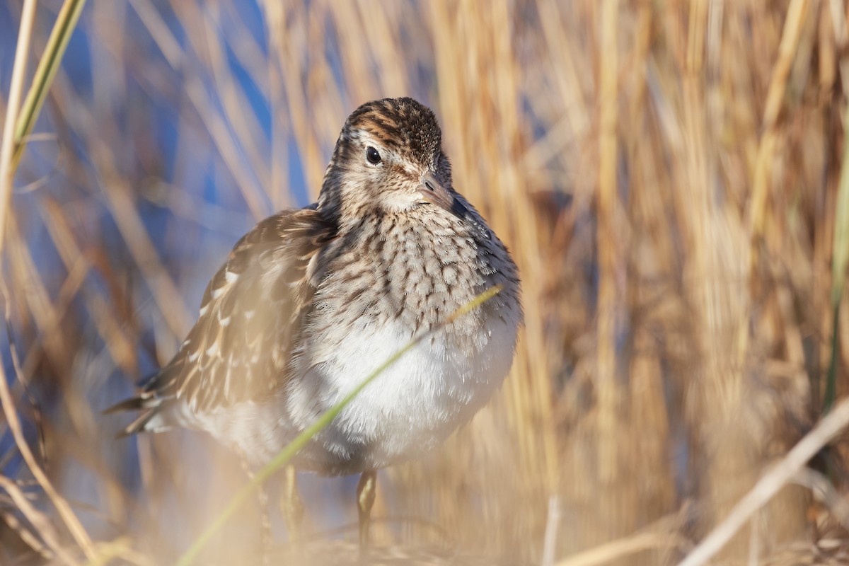 Pectoral Sandpiper - ML643377549