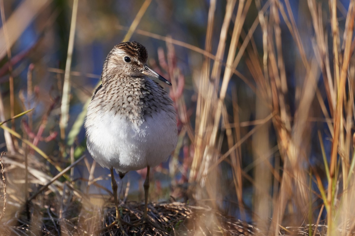 Pectoral Sandpiper - ML643377550