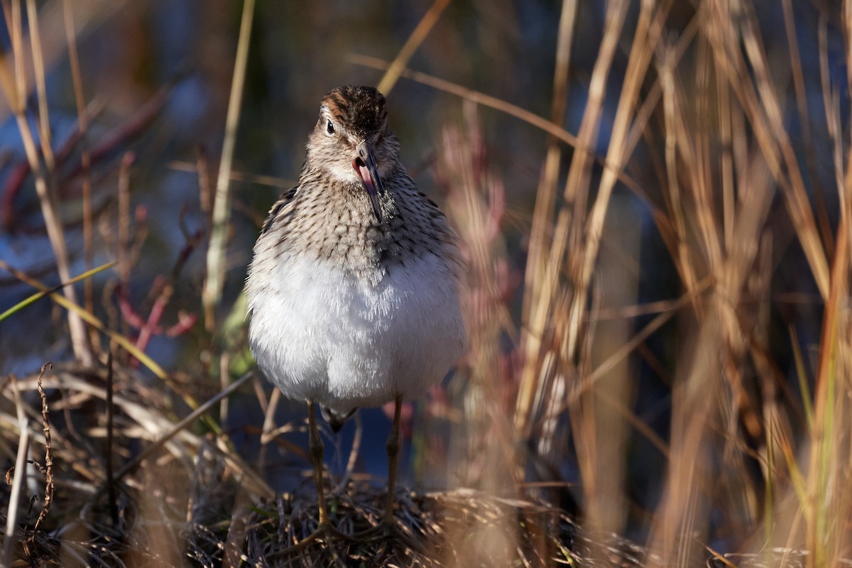 Pectoral Sandpiper - ML643377551