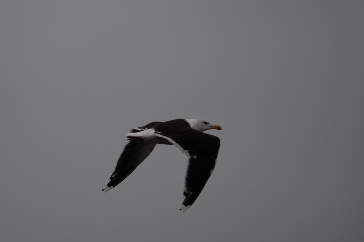Great Black-backed Gull - ML643377552